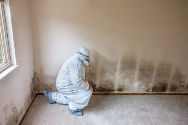 Asbestos and Lead Testing During Mold Inspection in Eddystone, PA